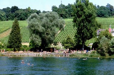 People swimming in the Rhine River outside Schaffhausen
