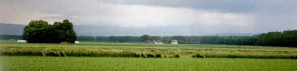 A field near Kerzers, barley waving in the wind